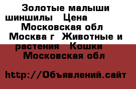 Золотые малыши шиншилы › Цена ­ 15 000 - Московская обл., Москва г. Животные и растения » Кошки   . Московская обл.